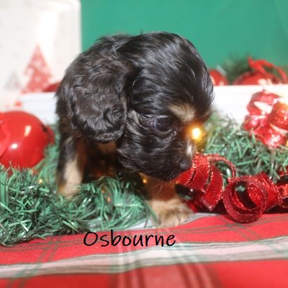 puppy, for, sale, Cocker Spaniel, Joe & Cherri  Overlease, dog, breeder, Miller, MO, dog-breeder, puppy-for-sale, forsale, nearby, find, puppyfind, locator, puppylocator, aca